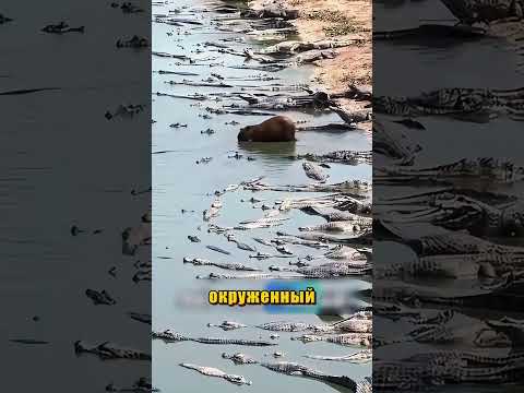 Вы не поверите что происходит с этой капибарой #животные #капибара #крокодилы #zoo #shorts