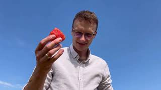 PANEN STRAWBERRY UNIK DAN JUMBO BANYAK BANGET