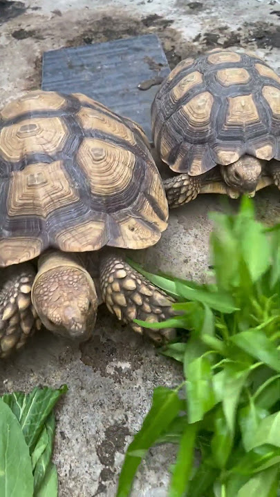 Kiku sedang makan sayur datang gacu kura sulcata #turtle #turtlewatching #animals #pets #shorts