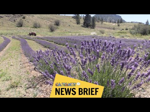 New lavender farm to explore