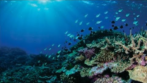 Class - 5 ( EVS ) L - 19 Life under water ( Reading and solutions ) By Amandeep Kaur