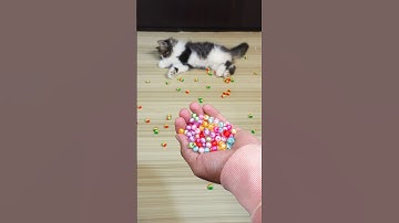 Funny Cat Barsik Beads 🌈🔴 Reverse Video | Cat sound | Cat videos #cat #reverse #funny