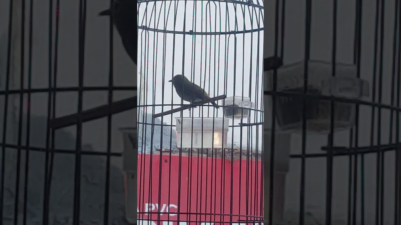 Pleci BT (bintang timoer) part 2.Sumber Barokah Mlg