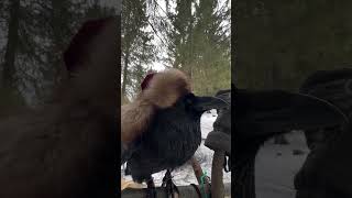 #Aboutbirds #Animal #Crow #Raven #Воронгоша #Birdtraining