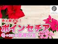 【赤が映える！ポインセチアの育て方】冬＋春夏の管理方法＃11