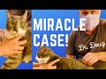 CAT~ CRIPPLING PAIN walks after CHIROPRACTIC ADJUSTMENT!