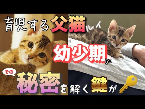 【ベンガルイクメン】ルイの子猫時代〜優しさの秘密〜【ねこつる】