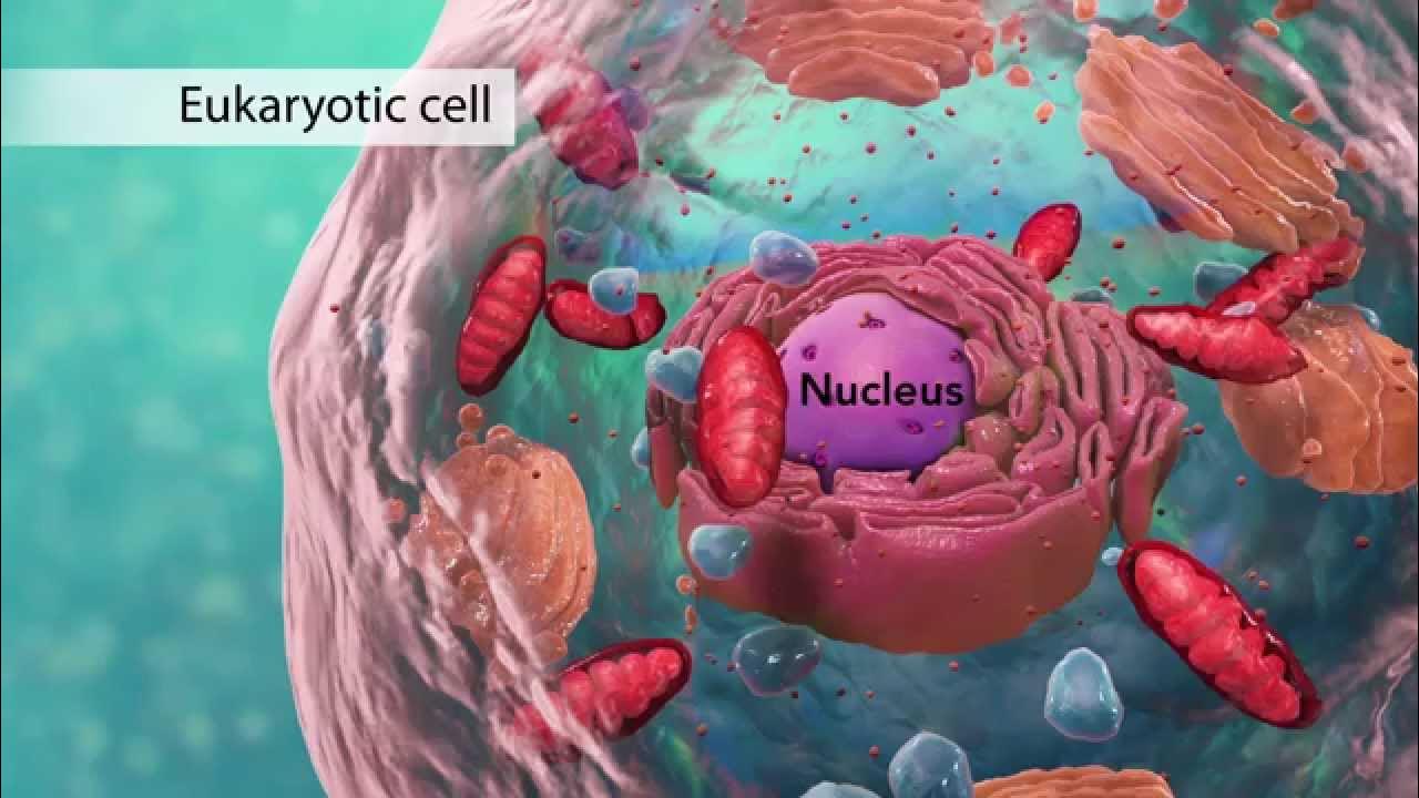 realistic animal cell