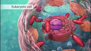 Biology: Cell Structure I Nucleus Medical Media