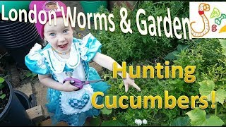 Hunting Cucumbers with my Granddaughter