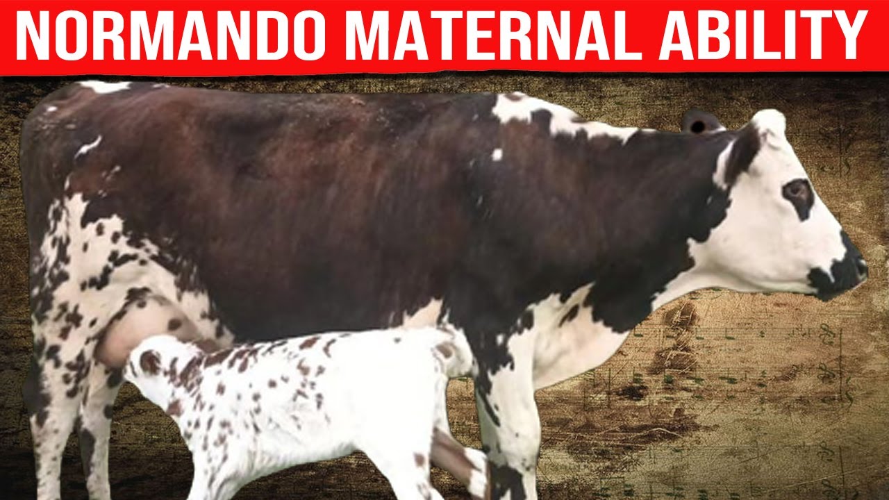 🔴 [Дойные коровы] Материнские качества породы Норман ✅ Крупнейшие быки и коровы