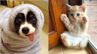 The Best Cats &amp; Dogs Compilation from 2020