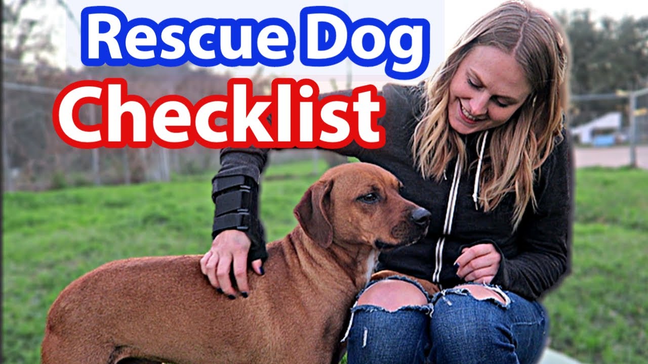 dog rescue home visit what to expect