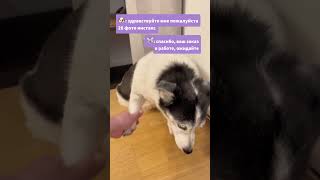 Собака заказала печать фото