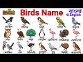 পাখির নাম | Birds Name for Kids | Kids Learning Video | দোয়েল | Eagle | মাছরাঙা |
