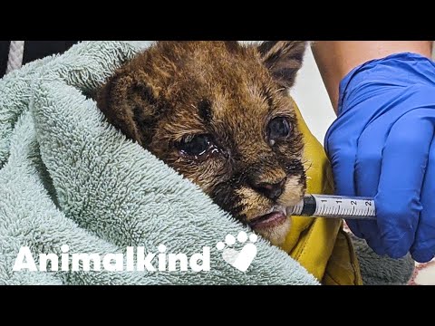 Orphaned mountain lion cub rescued from wildfire | Animalkind