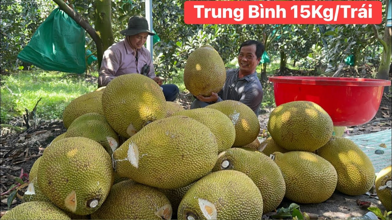 Cắt Mít Ruột Đỏ vườn nhà trái thấy mê toàn mít hàng khủng không sơ đen 