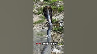spectacle Cobra rescue time viral #snake#cobra #ads #YouTube #makrana‪@snakesaver5251‬ thumbnail