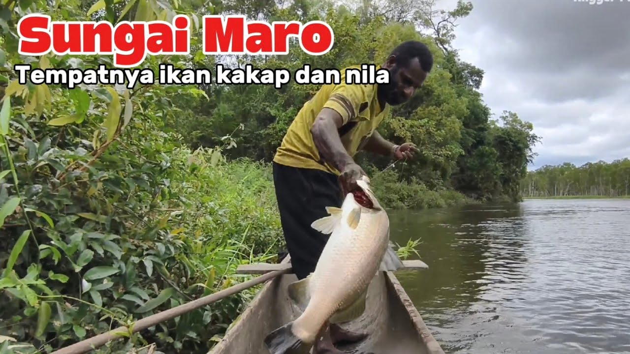 Mancing ikan kakap dan menjaring ikan nila di pinggiran sungai maro Merauke
