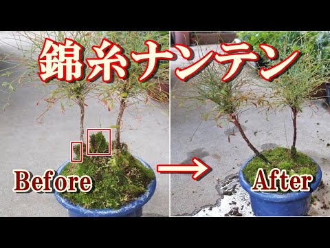 南天盆栽 錦糸ナンテンの植え替えと樹形変更してみた I Changed The Shape Of The Kinshinanten Tree And Replanted It Youtube