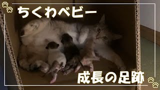 【子猫成長の足跡】ちくわベビー生後３日～３週間 by チクchannel 724 views 1 year ago 2 minutes, 30 seconds