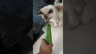 Disappointed Cat - Cucumber Challenge 🥒🐈 #catvideos #catcucumber