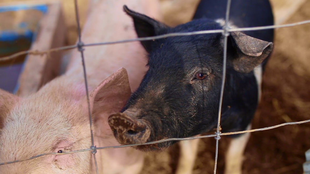 Folk & Flora: Our Story