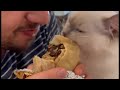 Gato comiendo Kebab  🌯