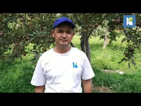 Video: Мөмө-жемиштерди кантип сактоо керек
