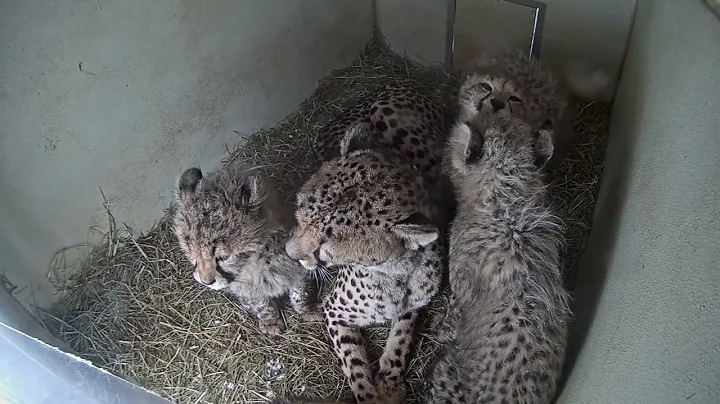 Cheetah Cubs and Mom Rosalie Grooming