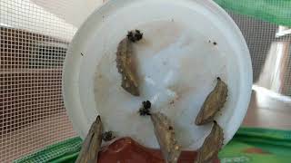 Painted Lady Butterfly Time Lapse