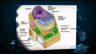Plant Cells