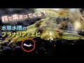 餌で集まってくる!水草水槽のプラナリアとミナミヌマエビ【水槽紹介】