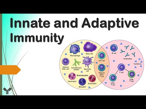 Video: Pencirian Immune Membujur Model Tumor Syngeneik Untuk Membolehkan Pemilihan Model Untuk Penemuan Ubat Onkologi Imun