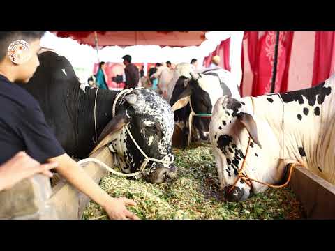 Hassle-free Qurbani Services | Eid Ul Azha | Bahria Town Karachi 