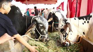 Hassle-free Qurbani Services | Eid Ul Azha | Bahria Town Karachi Hassle-free Qurbani Services | Eid Ul Azha | Bahria Town Karachi