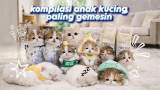 Compilation of super cute kittens 🤣😻