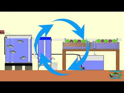 Video: Aquaponic build: el sistema funcional