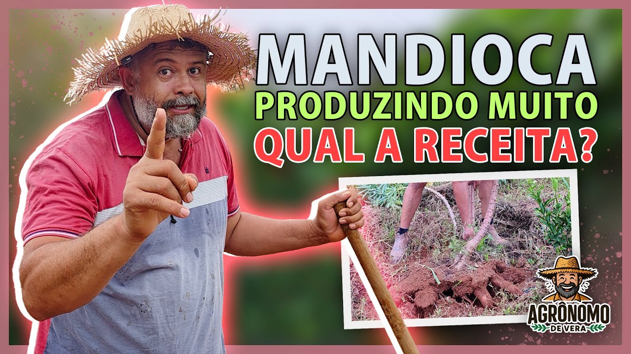 Como ADUBAR as MANDIOCAS para produzir muito