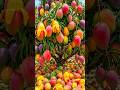 Quick and easy techniques for growing and propagating mango trees. #plant #diy #nature