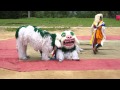 Jhamtse gatsal  dalai lama birt.ay  lion dance