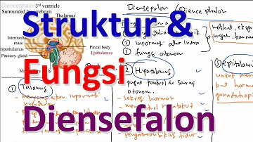Apa yg dimaksud dengan thalamus?