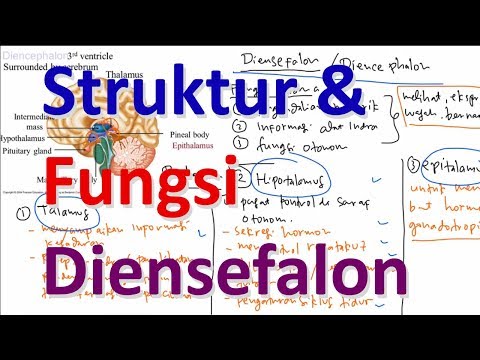 Struktur dan Fungsi Diensefalon ( Hipotalamus, Talamus, dan Epitalamus)