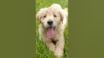 Thumbnail of かわいいゴールデンの子犬がAPTソング「ブルーノ・マーズ・ローズ」を歌う #cutedogs #tinydogs