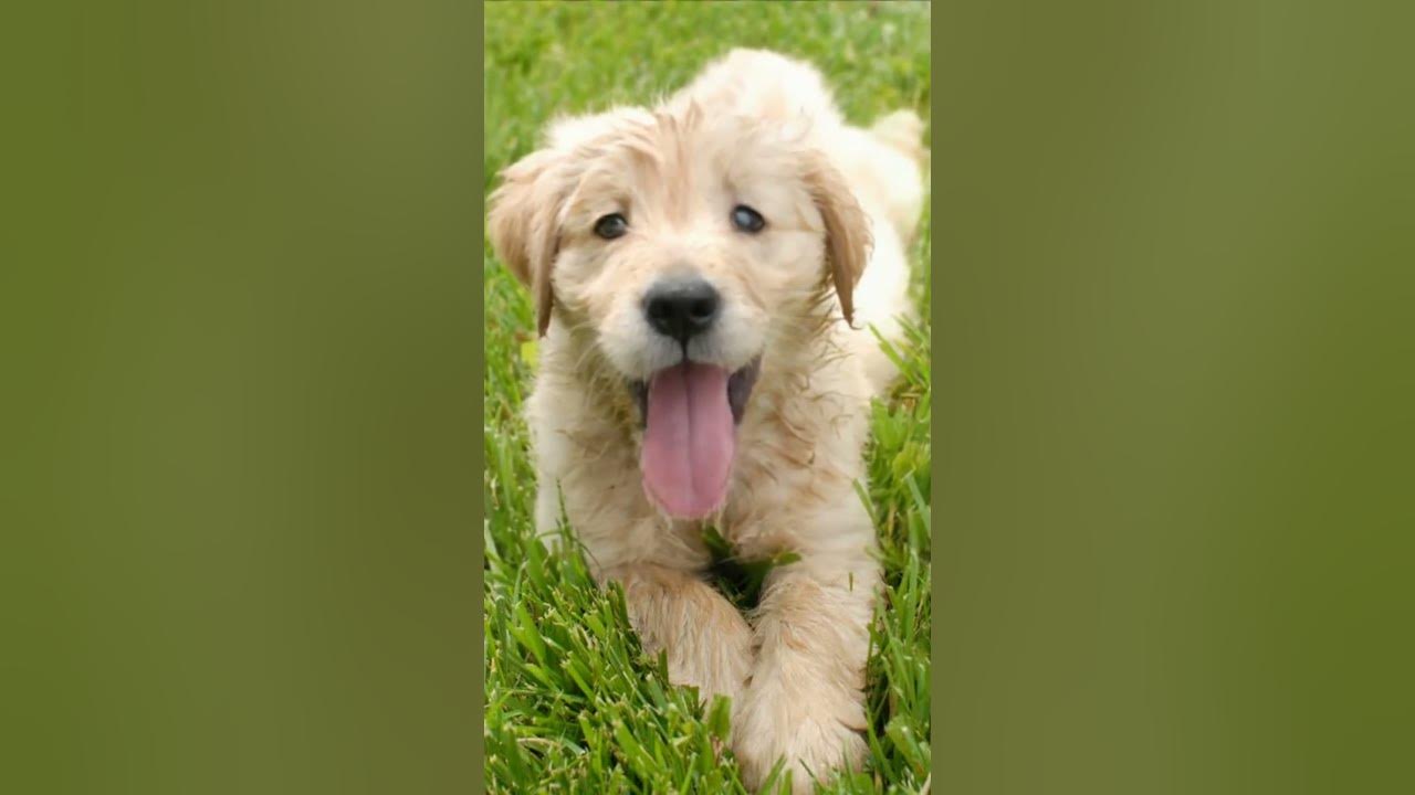 Cute Golden Puppy Sings The APT Song Bruno Mars Rose #cutedogs #tinydogs Cute Golden Puppy Sings The APT Song Bruno Mars Rose #cutedogs #tinydogs
