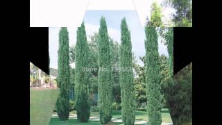 КИПАРИС (CUPRESSUS) сем. Кипарисовые КИПАРИС (CUPRESSUS) сем. Кипарисовые