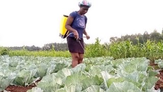 HOW TO BECOME A MILLIONAIRE THROUGH KALES FARMING||KALES FARMING GUIDE 2025||@FarmUp