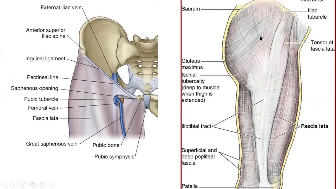 Gross Anatomy Lower Limb - Fascia Lata   