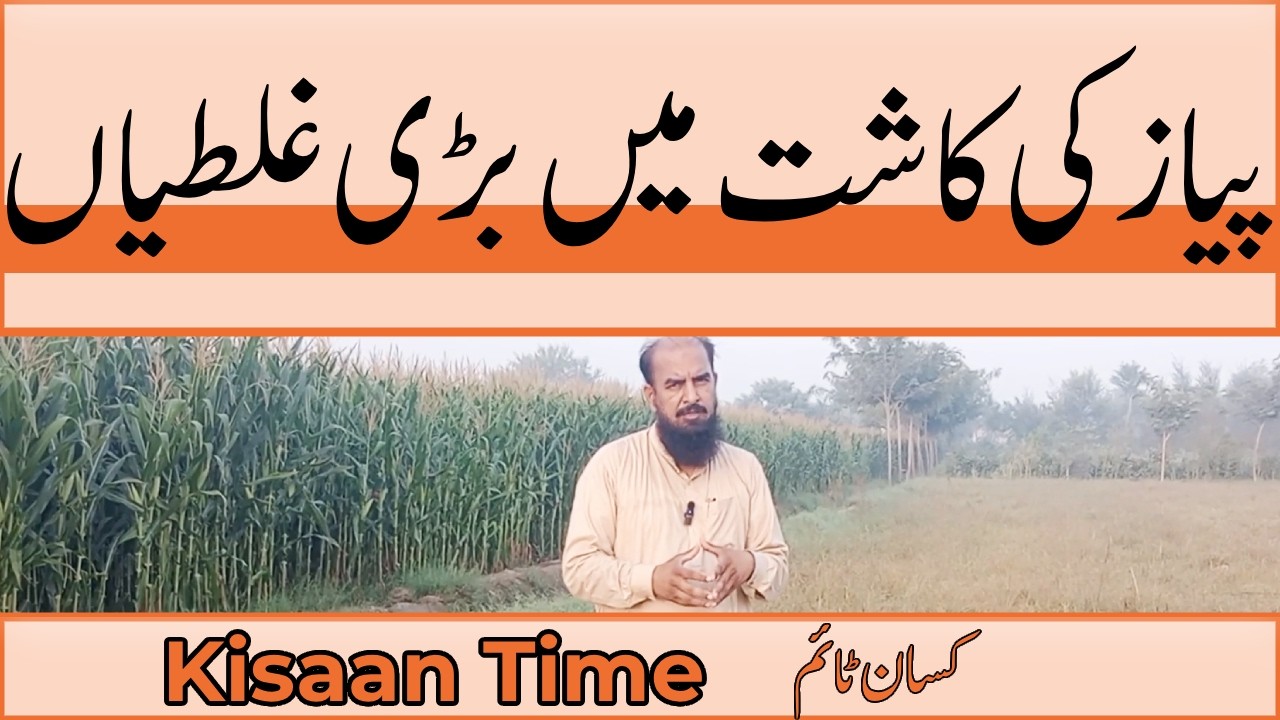 پیاز کی کاشت میں بڑی غلطیاں pyaz ki ka kasht in 2026 payaz ki kasth kisan time