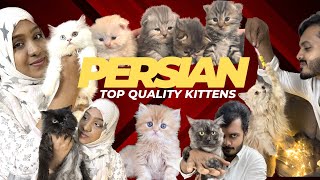 Persian Cats|| Rauf Cattery || Top Quality Kittens || Chennai